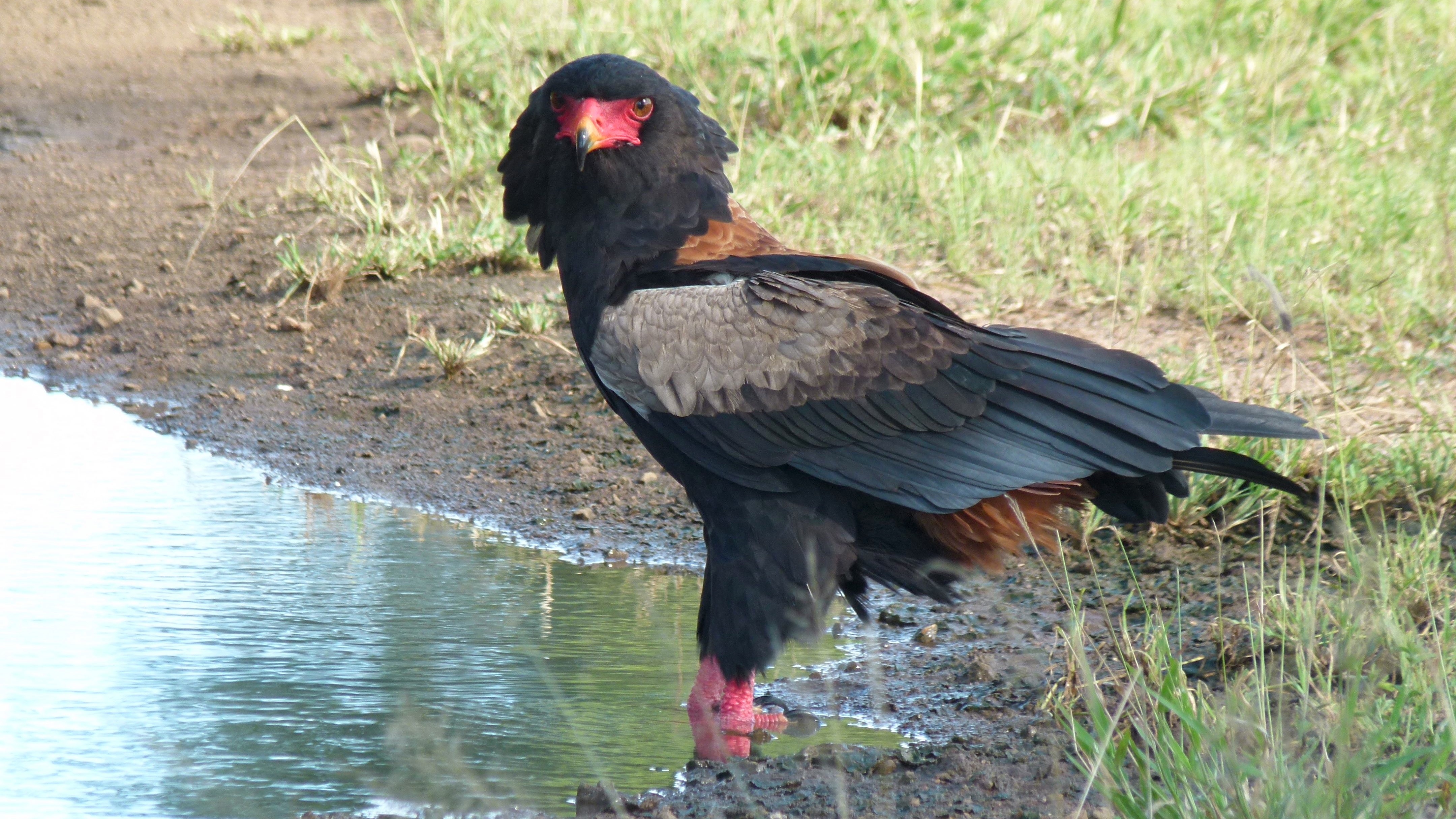 Bateleur (Terathopius ecaudatus) (6026079636).jpg