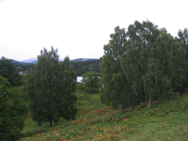 File:Birch trees at Insh - geograph.org.uk - 560293.jpg