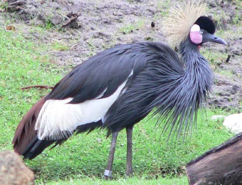 File:Black crowned crane.jpg