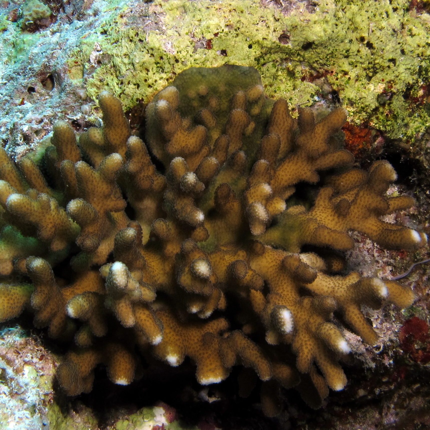 Пластинчатые водоросли. Coralline algae. Бурые водоросли в морском аквариуме. Шаровидные бурые водоросли. Астерионелла водоросль.