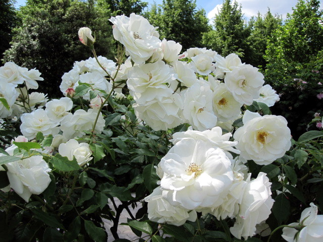 Growing Roses In Containers No Garden Space Use Pots