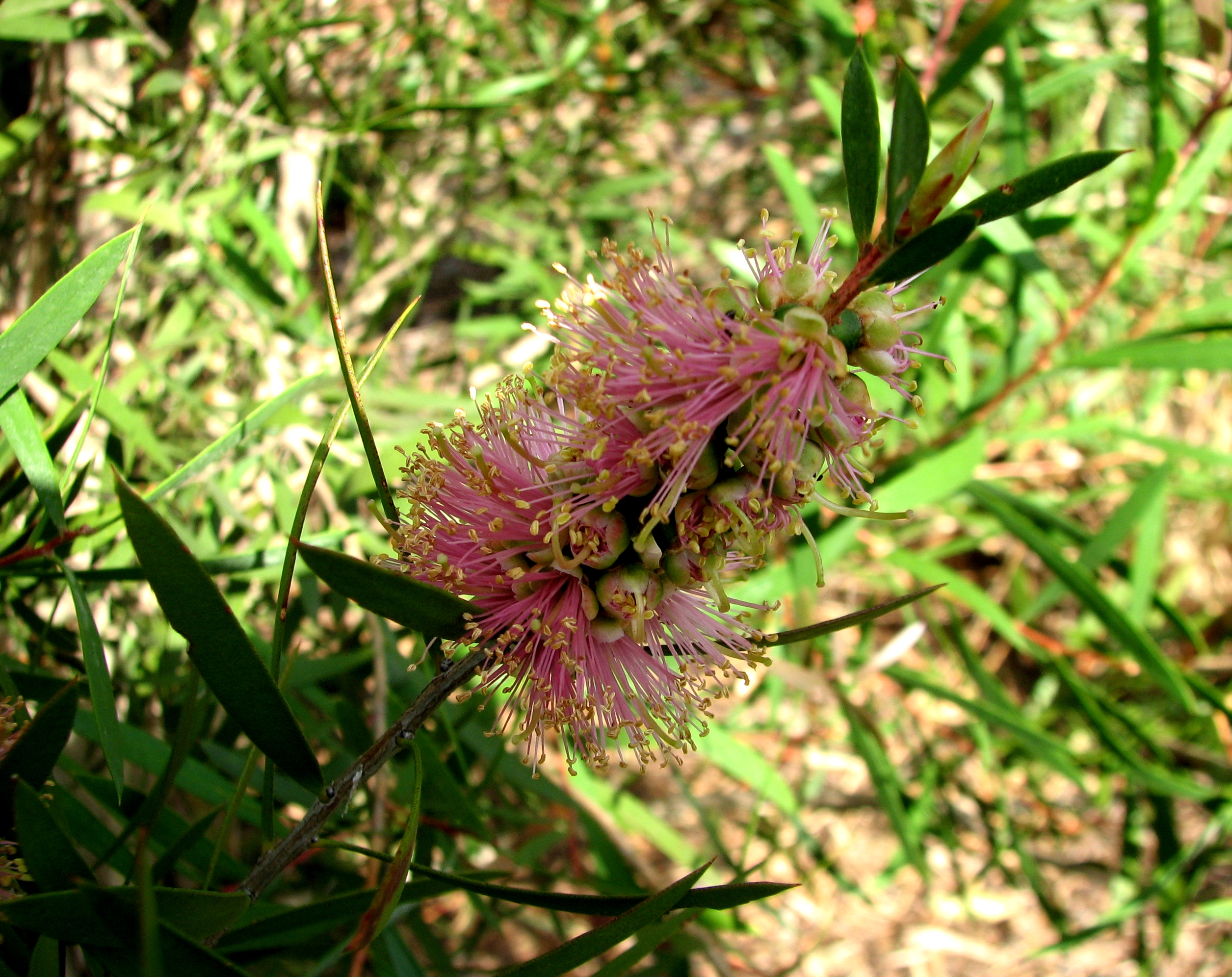 Callistemon - Wikipedia