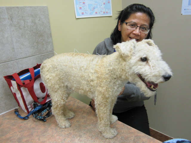 File:Canine Acupuncture (10235821203).jpg