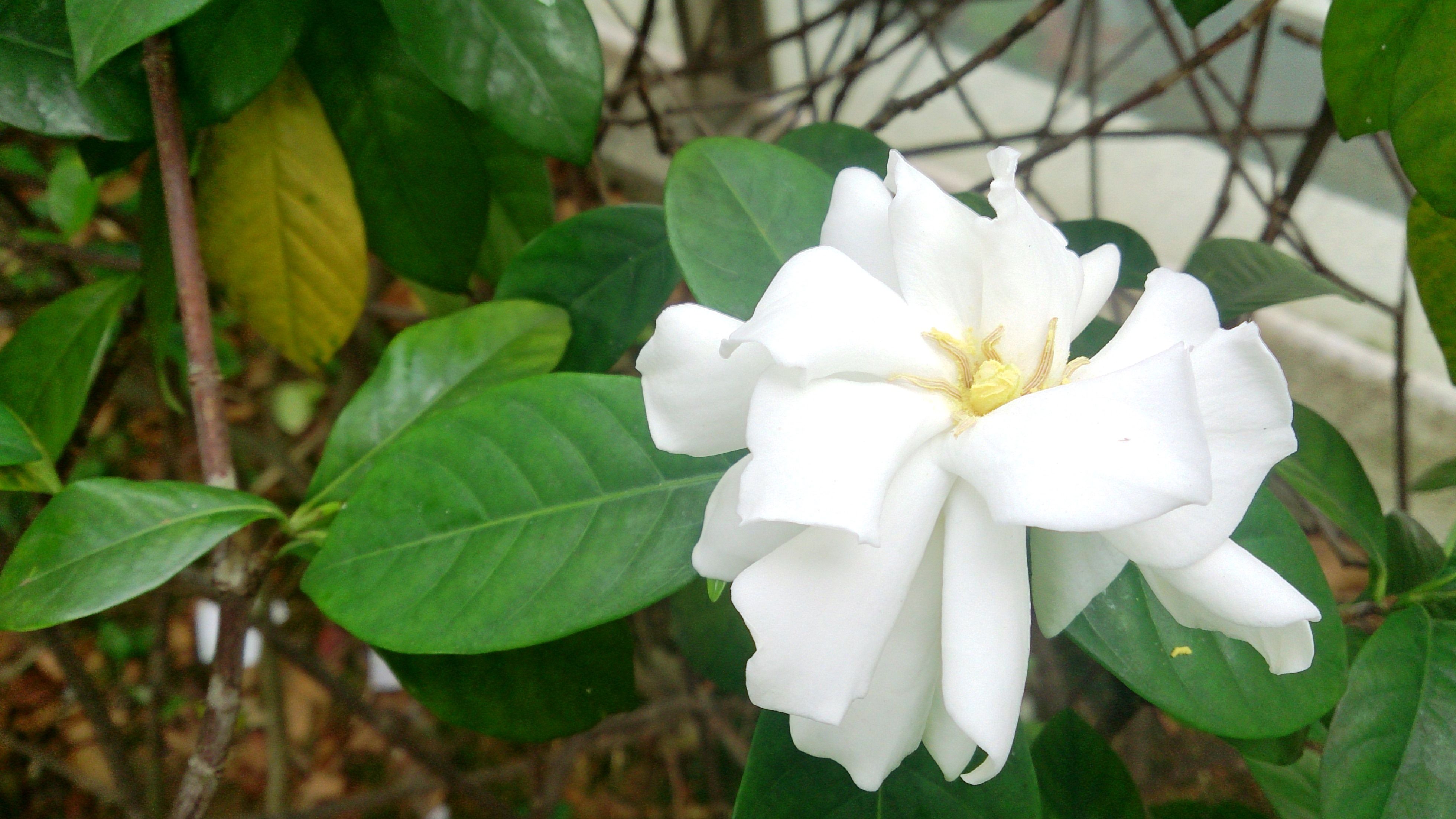 File Cape Jasmine Gardenia  jasminoides 2 jpg Wikimedia 