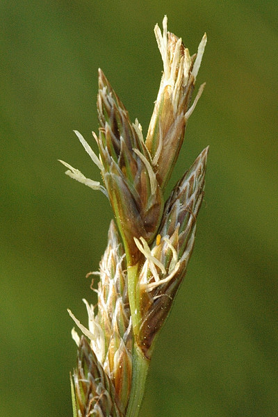 File:Carex.ovalis3.-.lindsey.jpg