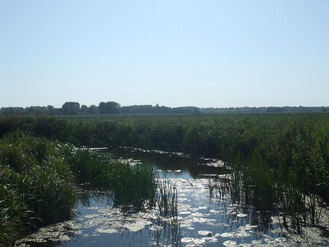 File:Carlton Beck outfall - geograph.org.uk - 1336281.jpg