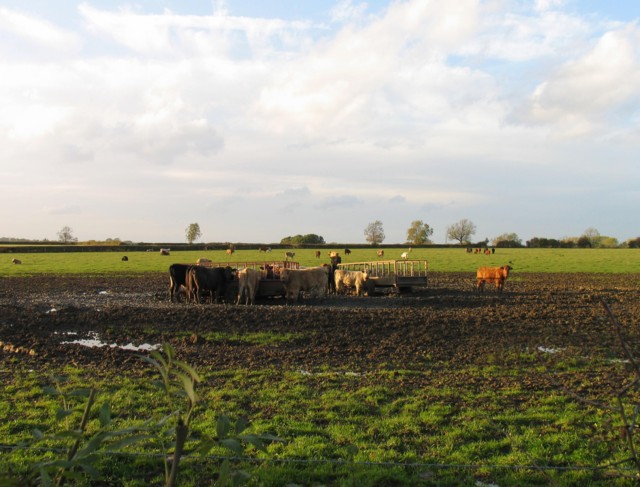 File:Cattle in field - geograph.org.uk - 2132501.jpg