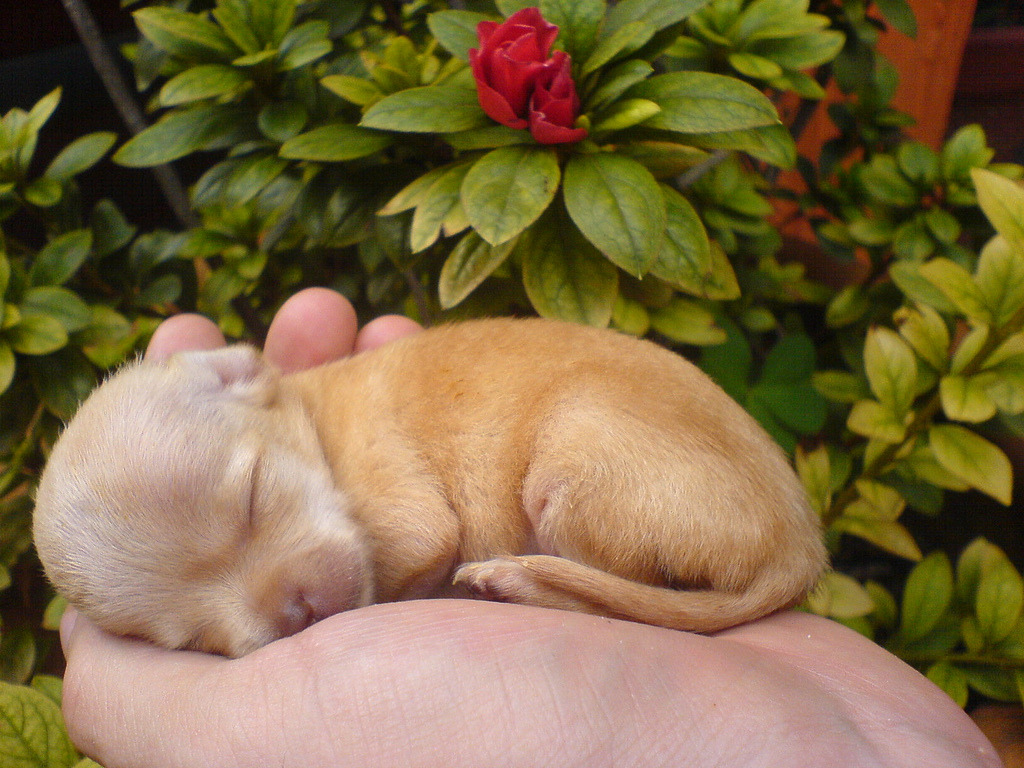 how do you feed a newborn chihuahua puppy