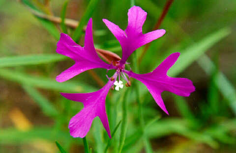 ãClarkia pulchellaãçåçæå°çµæ