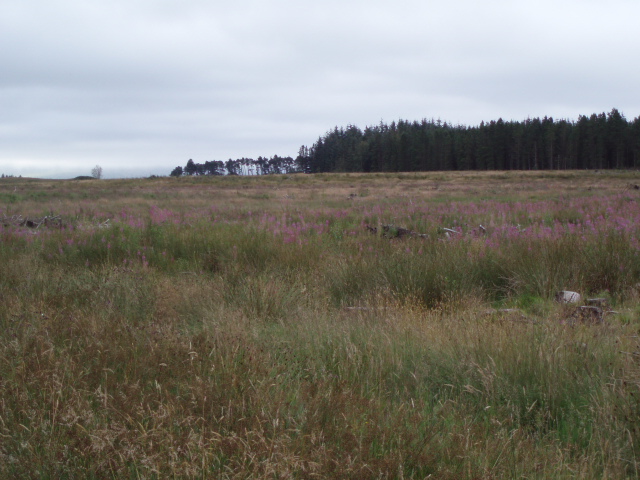 File:Clear Fell - geograph.org.uk - 214480.jpg