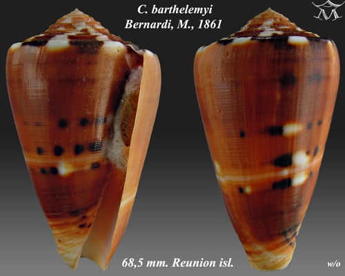 File:Conus barthelemyi 4.jpg