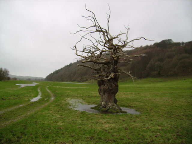 File:Dead Tree Island - geograph.org.uk - 293154.jpg