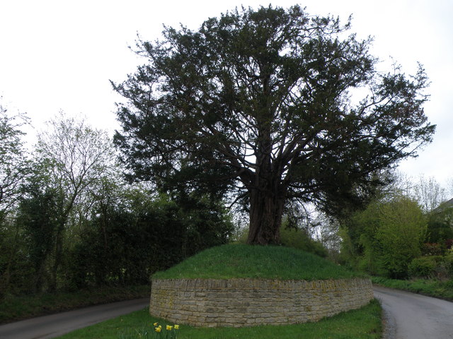 File:Deenethorpe Yew - geograph.org.uk - 2905571.jpg