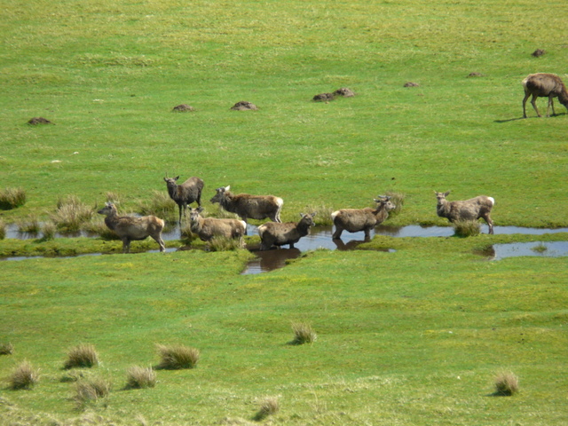 File:Deer cooling off, Glen Strathfarrar. - geograph.org.uk - 1299440.jpg