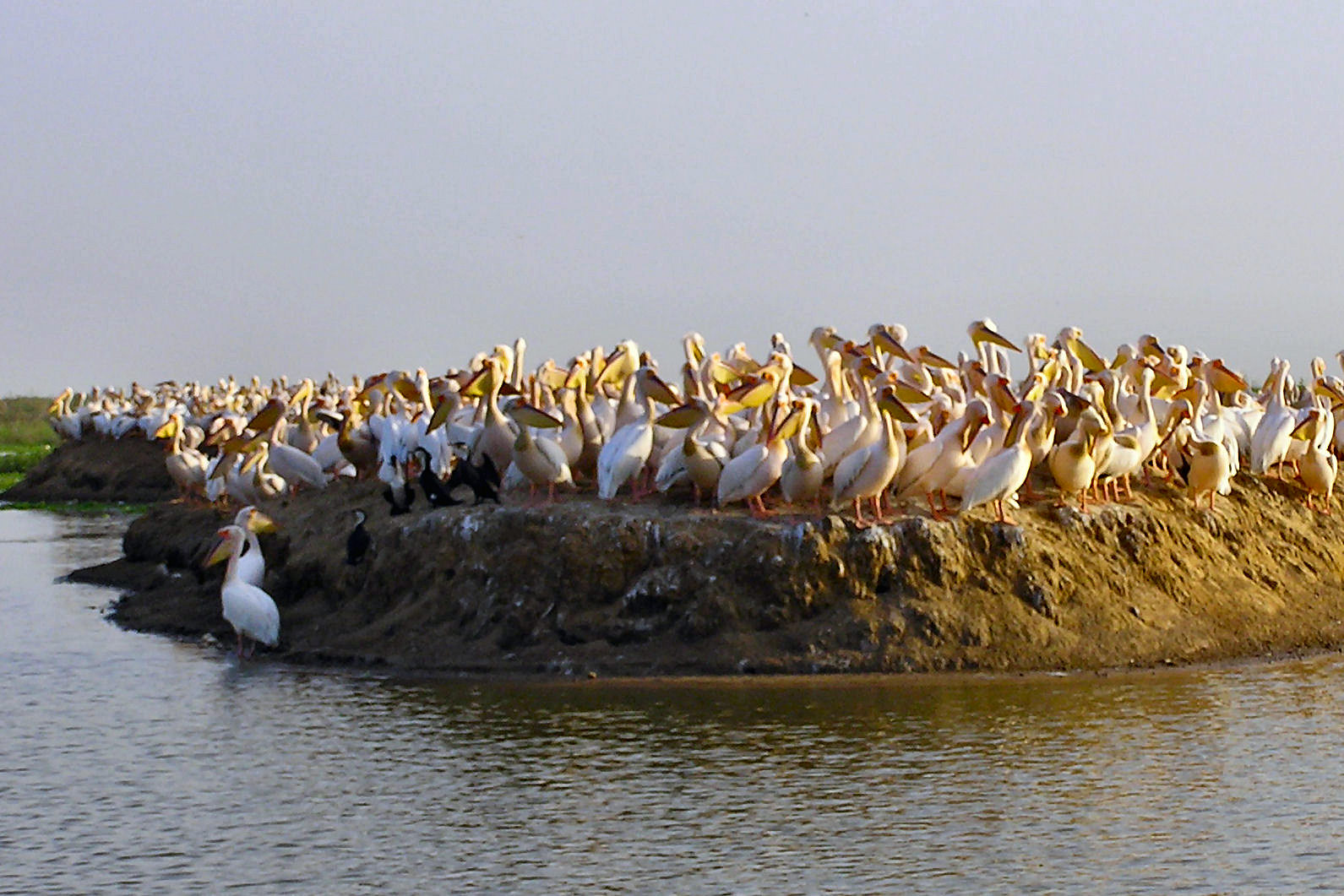 Djoudj National Bird Sanctuary - Simple English Wikipedia, the ...