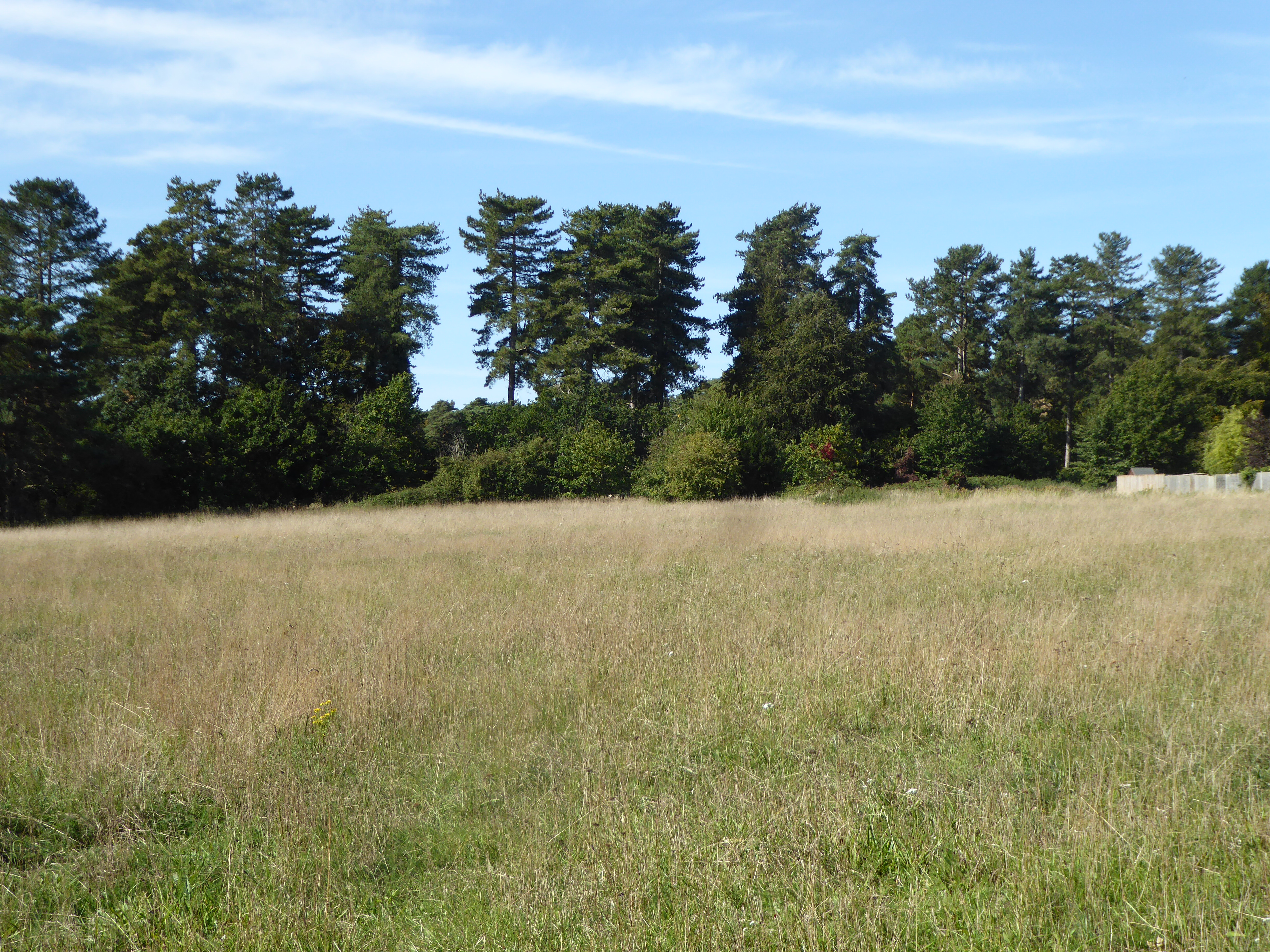 Elm Road Field, Thetford