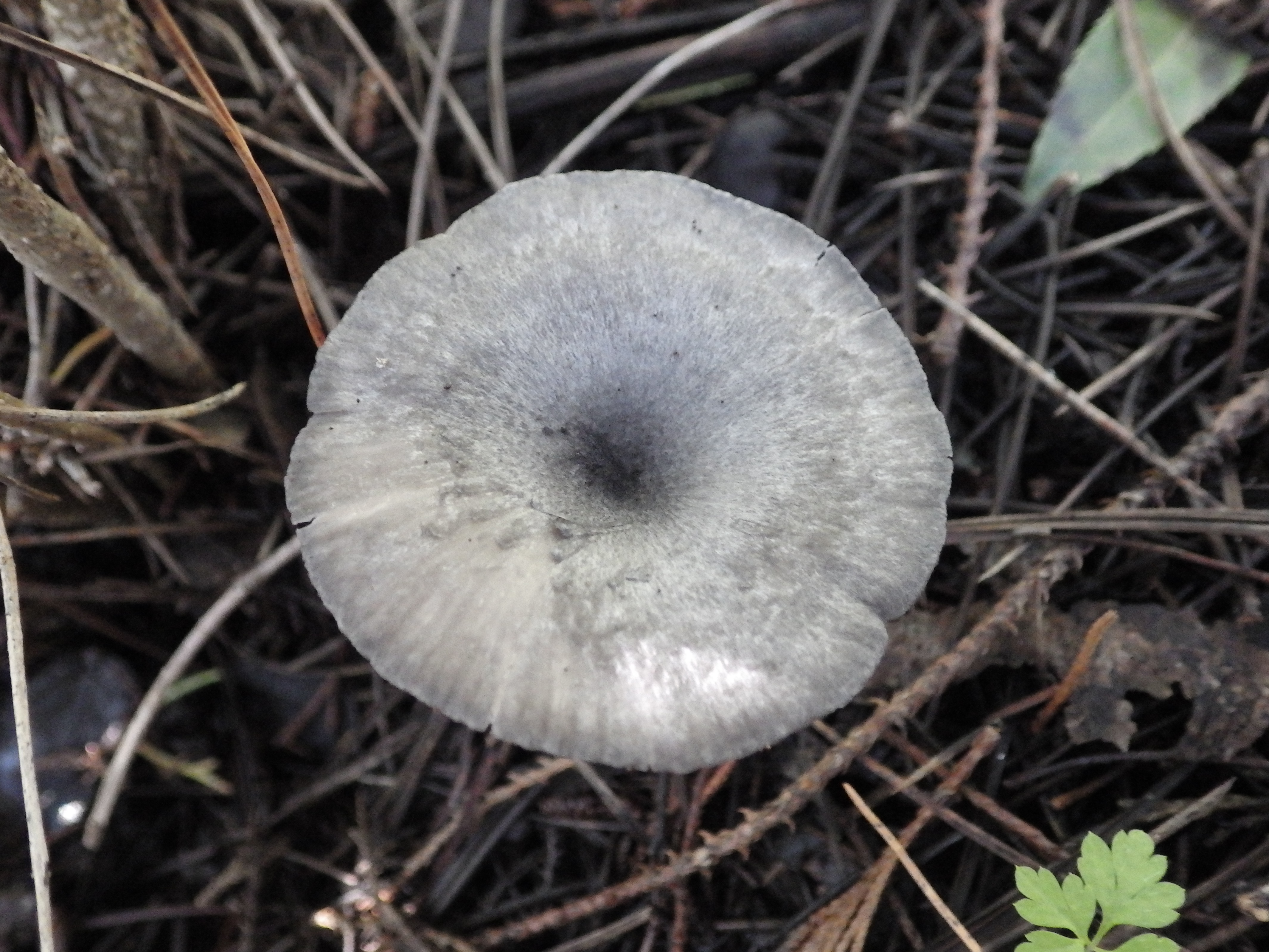 Entoloma mougeotii