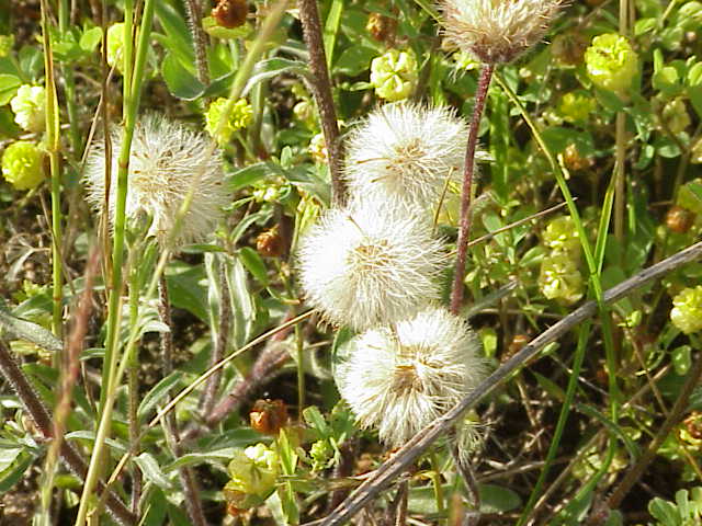 File:Erigeron acre1.jpg