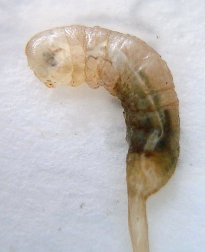 File:Eristalis tenax larva close.JPG