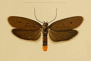 <i>Ethmia lugubris</i> Species of moth