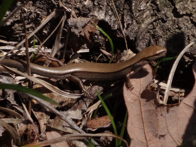 File:Five-Lined Skink (8714672856).jpg