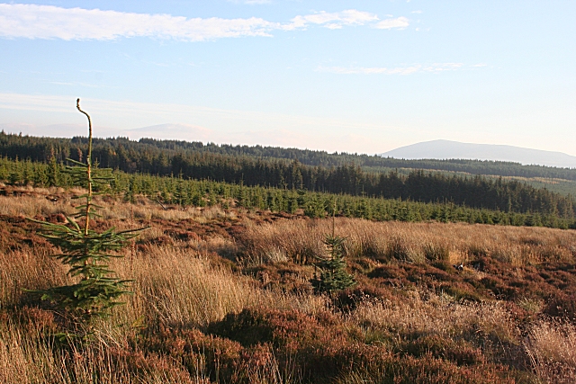 File:Forest near Archiestown - geograph.org.uk - 594836.jpg