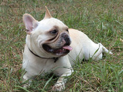 French Bulldog