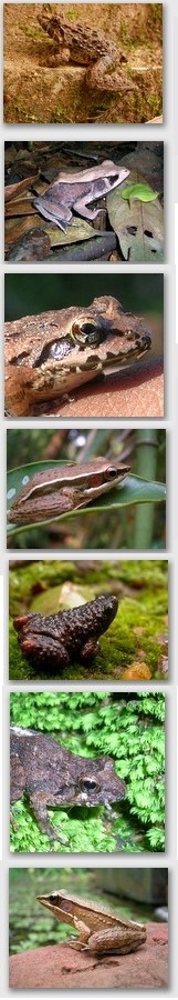 Some Indian frogs Frog india thumb strip.jpg