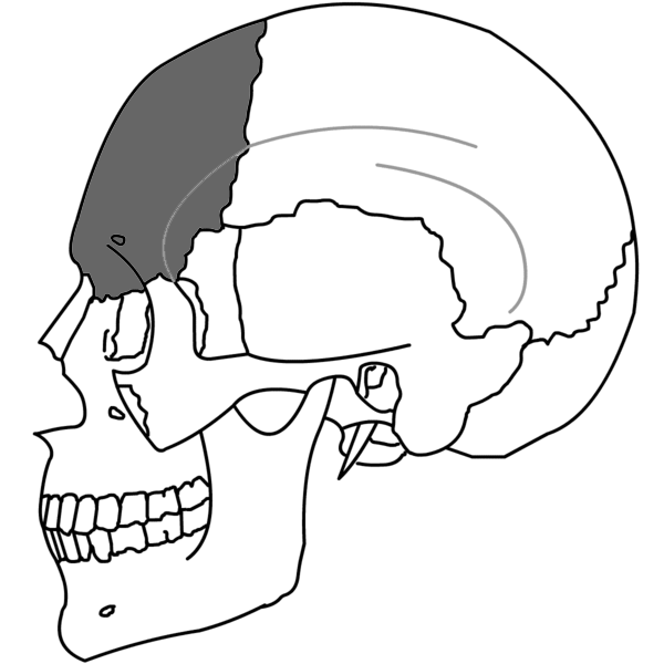 File:Frontal Bone Simple.png