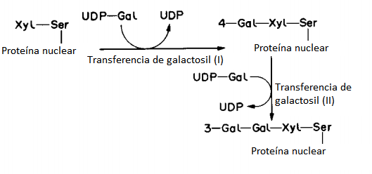 File:Galactosil transfers.PNG