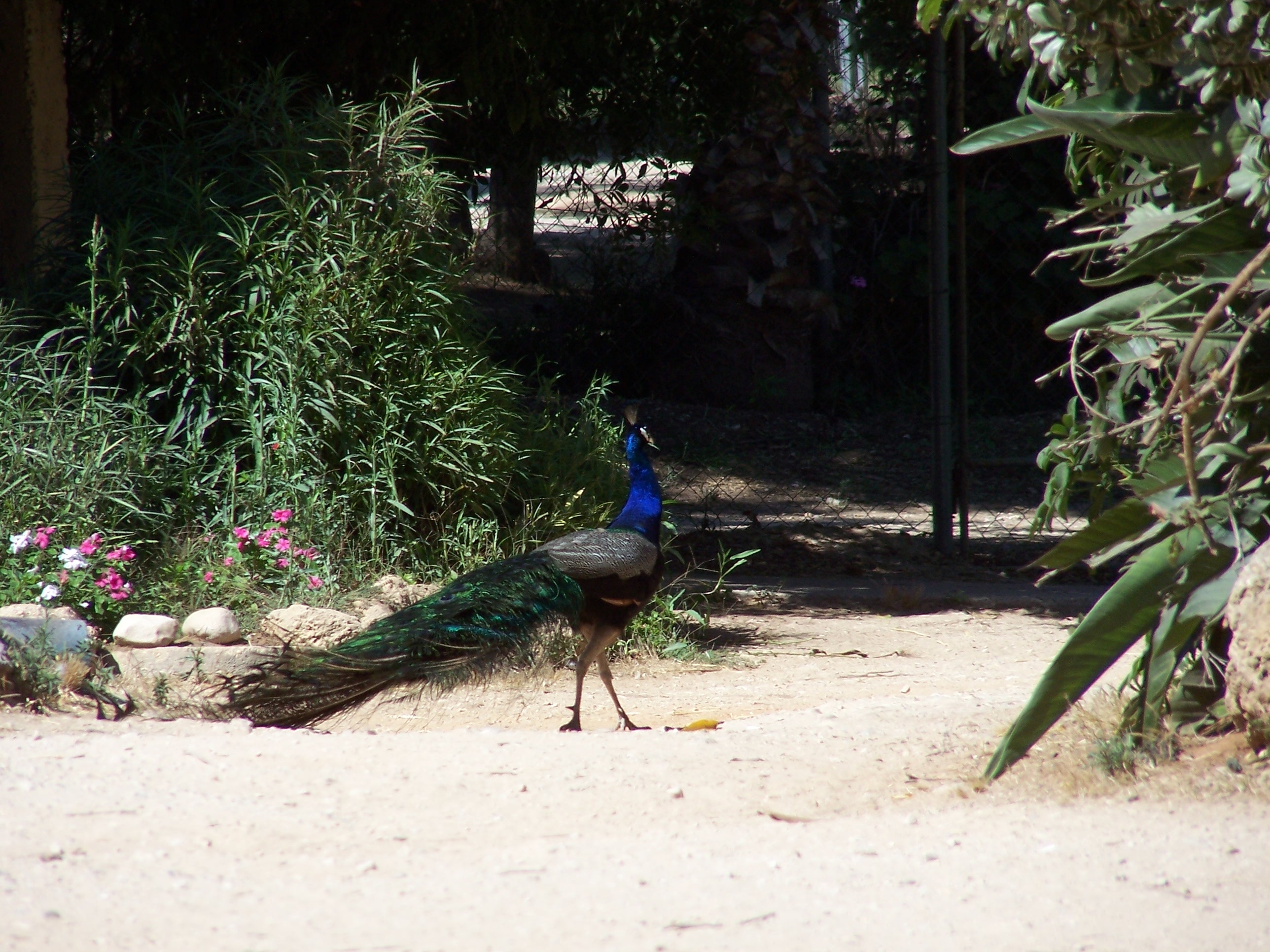 File:Ghi, pettingzoo (torso of escaped peacock - not school pecock