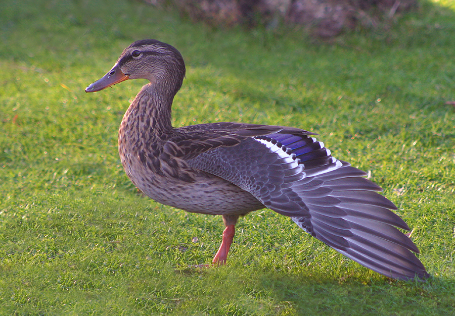 A female mallard duck with its wing outstretched, displaying the blue speculum bar surrounded by two white bars above and below. Photo by: Malene Thyssen, http://commons.wikimedia.org/wiki/User:Malene