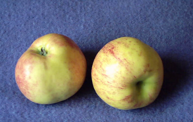 gravenstein apple