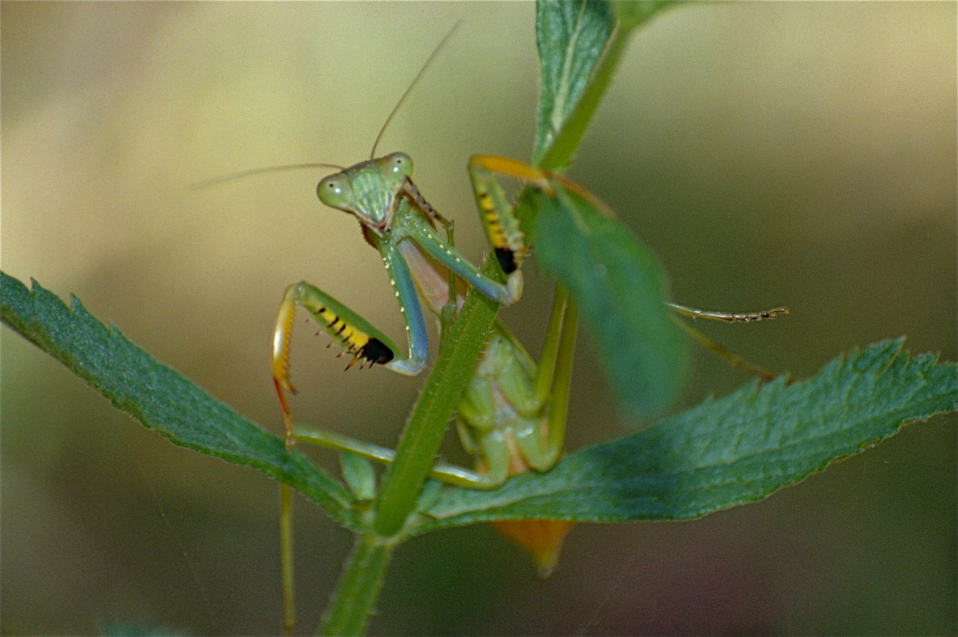 Green Mantis (Mantidae) (9666884930).jpg