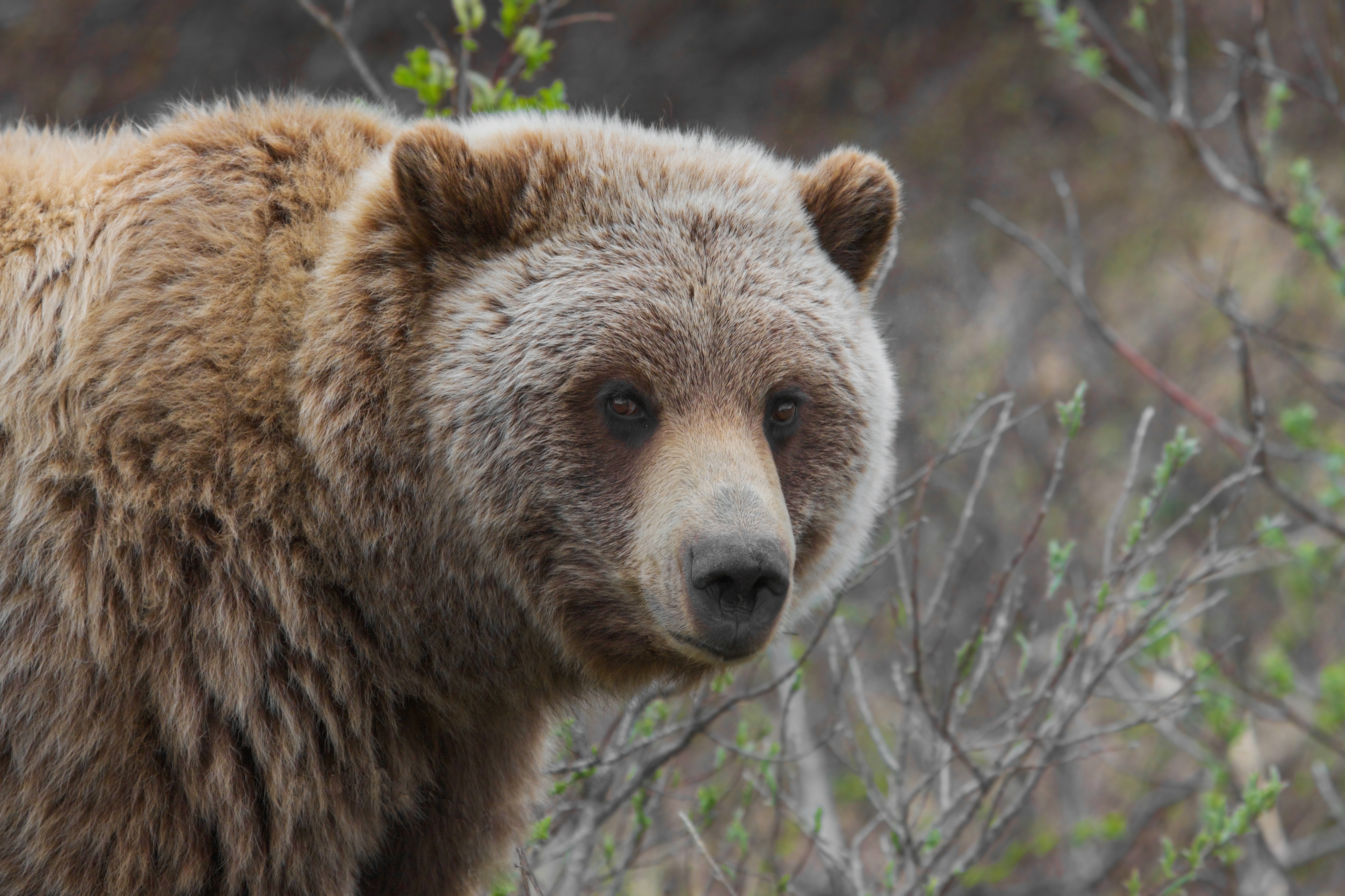 Returning grizzly bears to the North Cascades - Salish Current