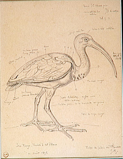 File:Gustave Moreau-Etude d un ibis rouge-Des. 1131.jpg