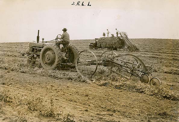 File:Harvesting Pea Crop (3064652684).jpg