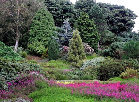 File:Heather Garden, Ness Gardens - geograph.org.uk - 329931.jpg