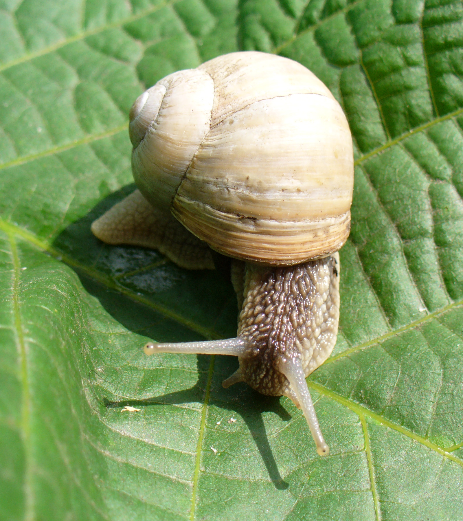 Виноградная улитка. Улитка Helix pomatia. Брюхоногие моллюски Виноградная улитка. Виноградная улитка Helix. Крымская Виноградная улитка.