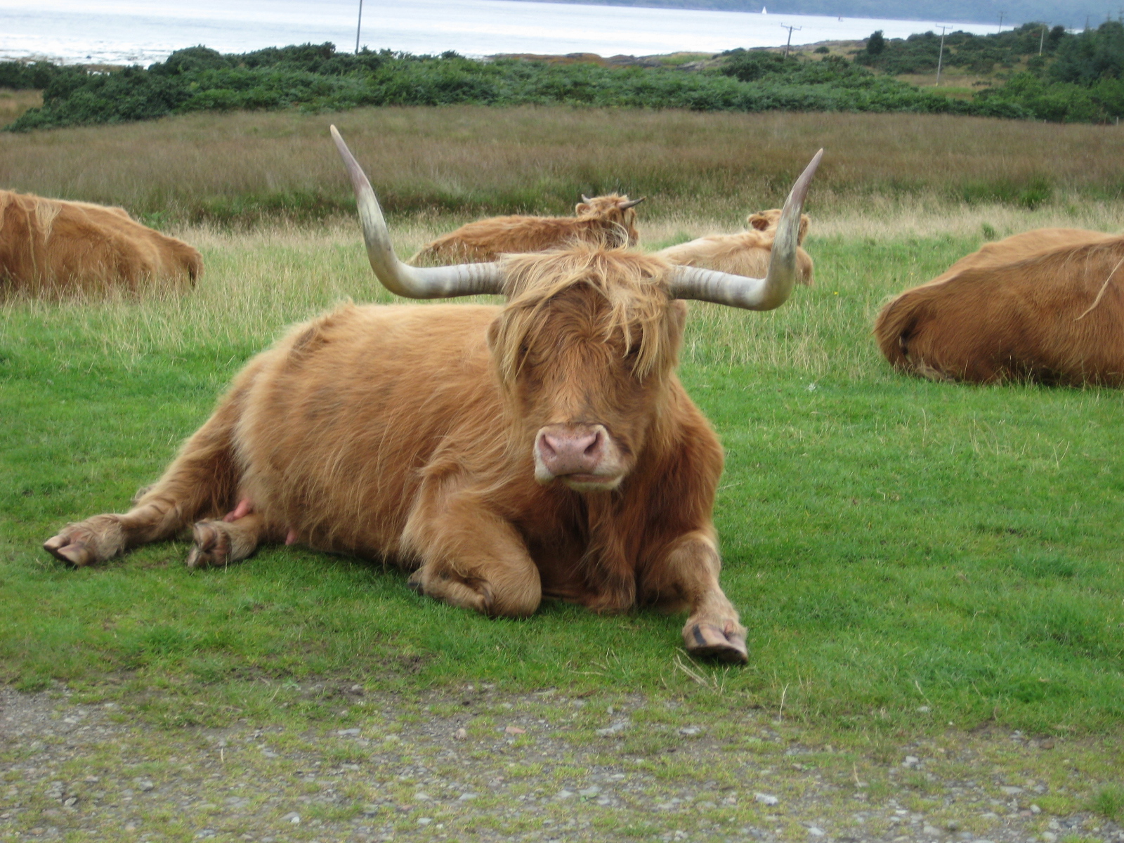 4 big balls. Игра Запорожье Шотландская корова. Highland Cow (large).