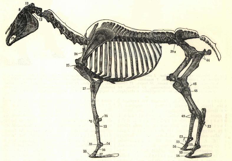 File:Horse bones ugglan.jpg