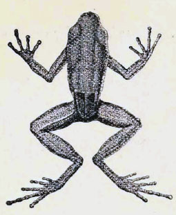 <i>Hyloxalus whymperi</i> Species of frog