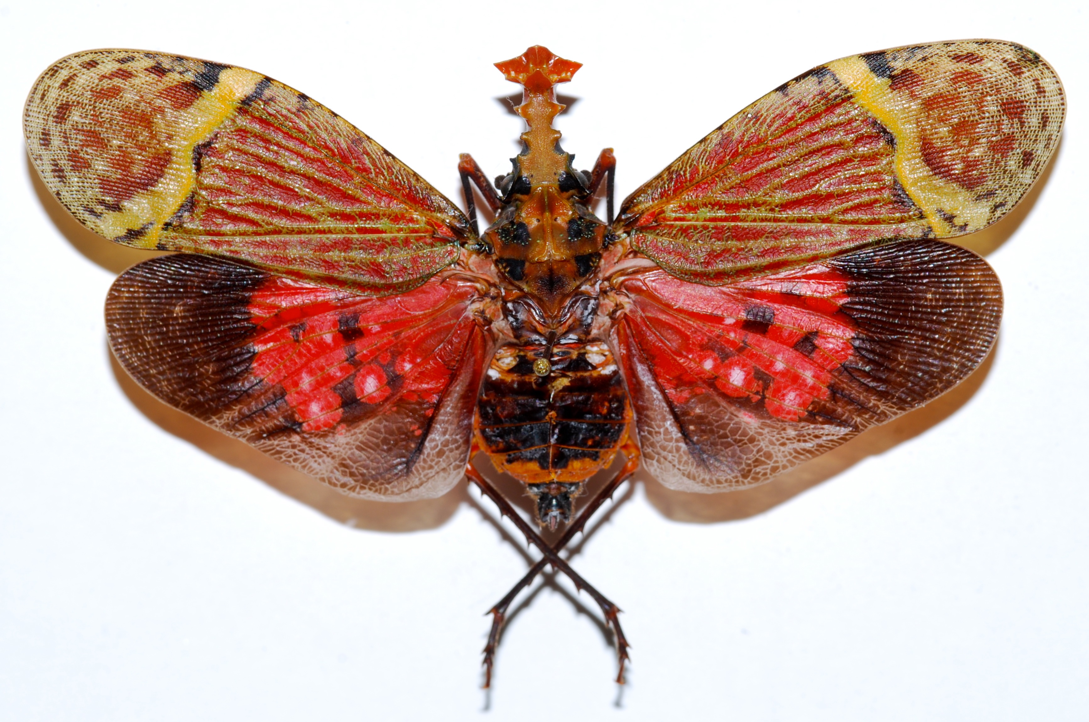 Lanternfly (Phrictus quinquepartitus) (8350767284).jpg