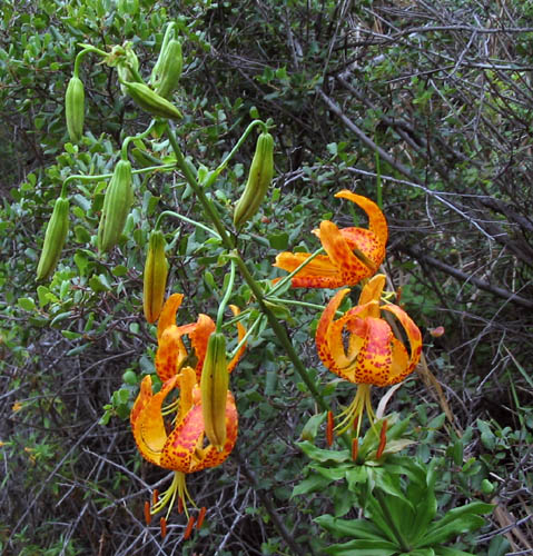 File:Lilium humboldtii ssp ocellatum.jpg