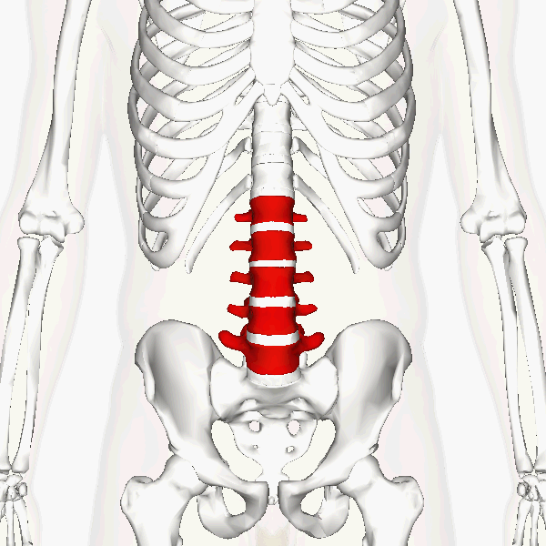 lumbar spine - Wikidata