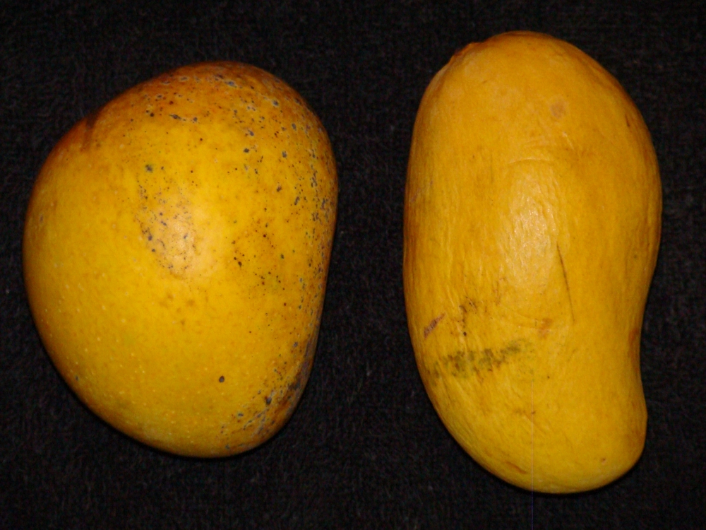 Ataulfo (mango) - Wikipedia