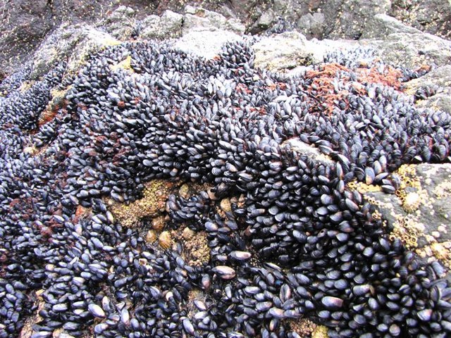 File:Mussel beds - geograph.org.uk - 1618939.jpg