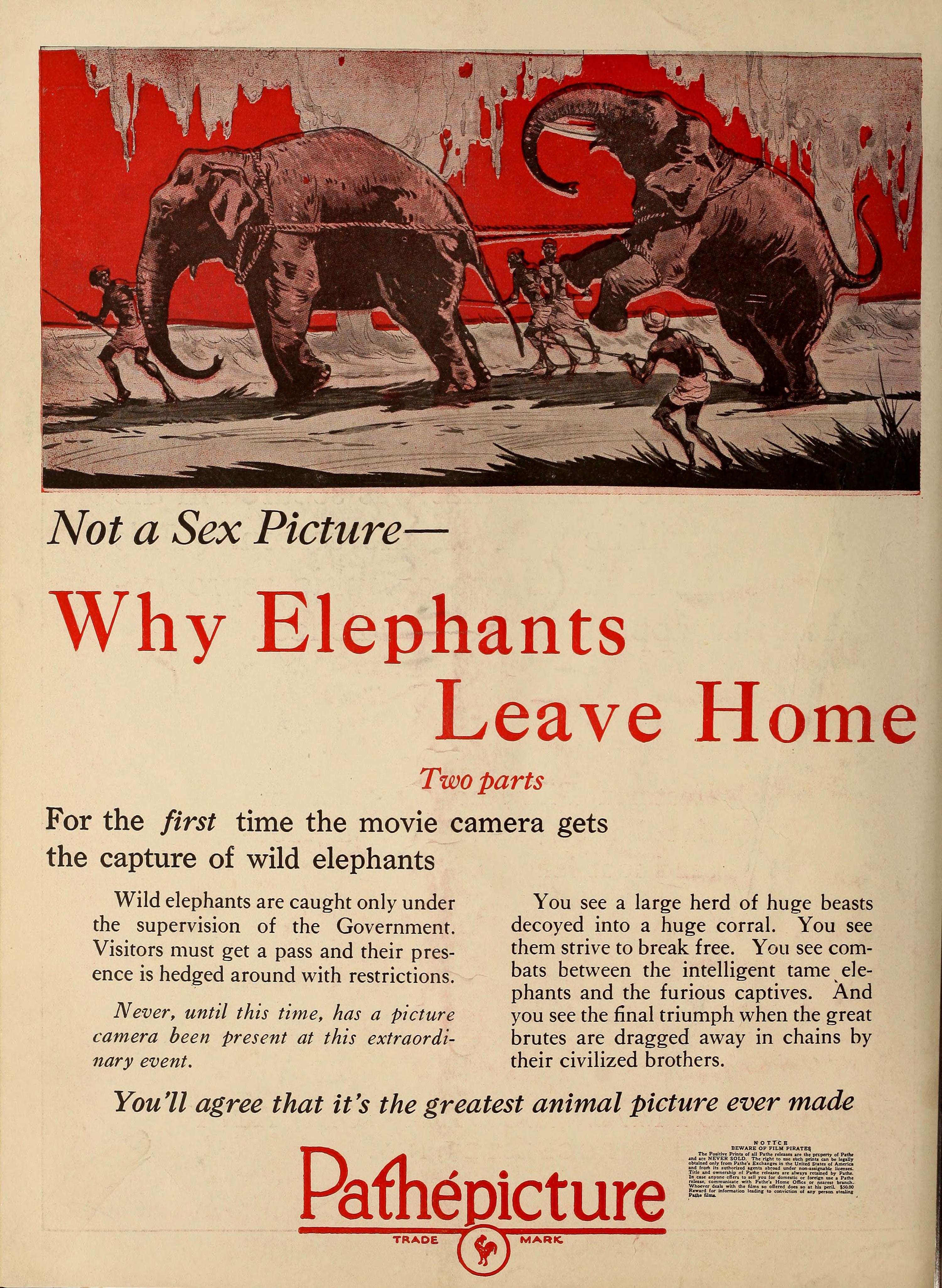 File:Not a sex picture why elephants leave home Exhibit00newy 0132.jpg -  Wikimedia Commons