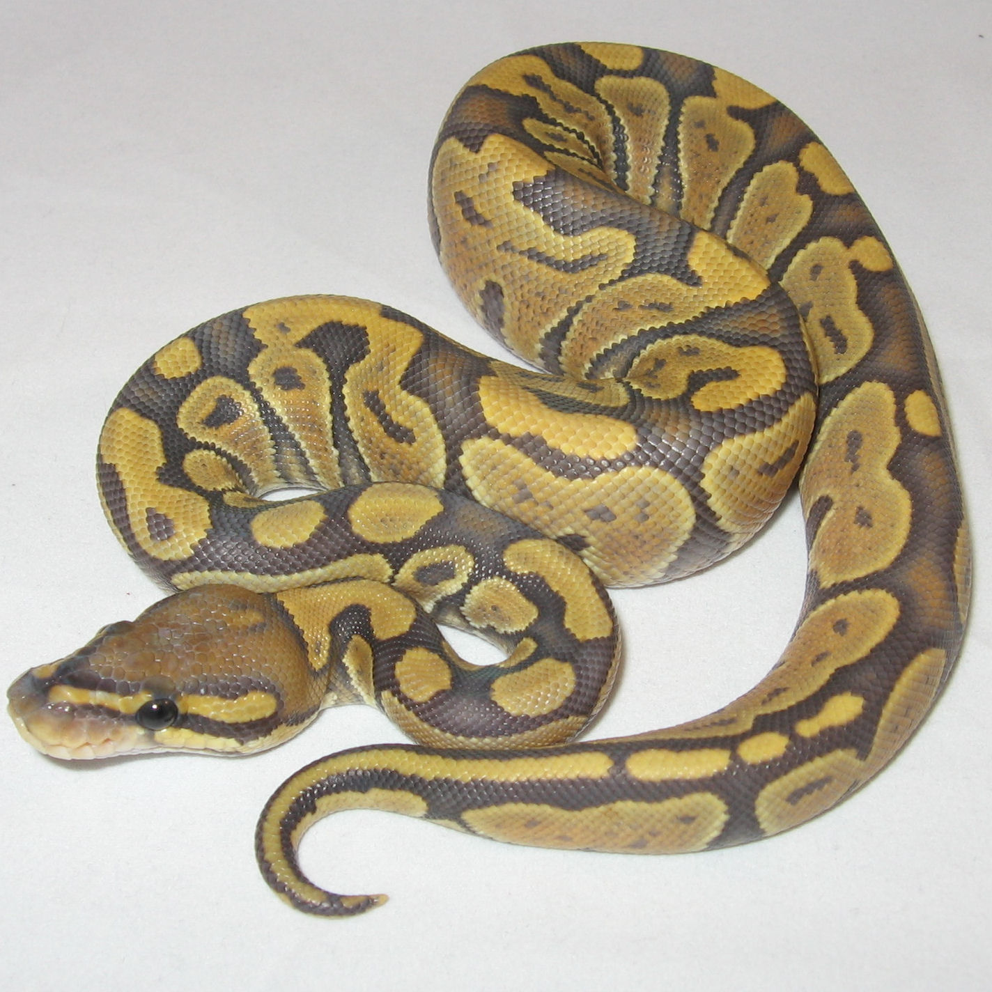 FileOrange Ghost (Hypomelanistic) Ball Python.jpg Wikimedia Commons