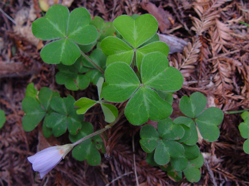 File:Oxalis oregana 000.jpg